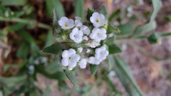 Plagiobothrys arizonicus