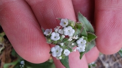 Plagiobothrys arizonicus