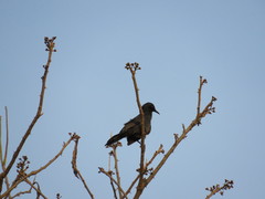 Melanotis caerulescens