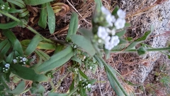 Plagiobothrys arizonicus