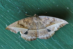 Oxydia bilinea