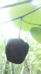 Passifloraceae