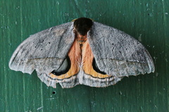 Automeris zozimanaguana