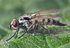 Eustalomyia hilaris