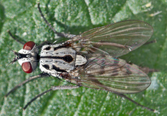 Eustalomyia hilaris
