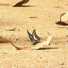 Graphium