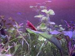 Neocaridina davidi