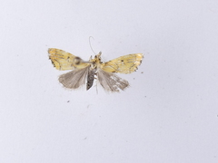 Glaucocharis auriscriptella