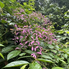 Congea tomentosa