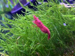 Neocaridina davidi