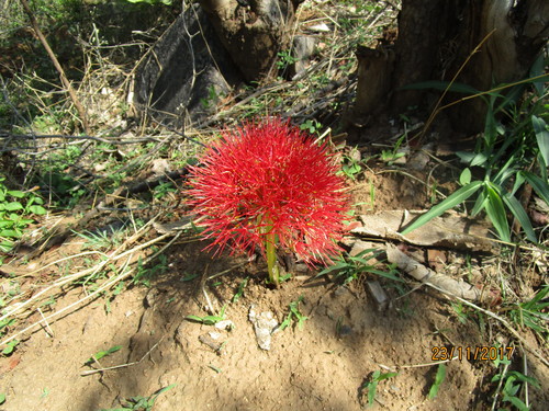 Bloodlily