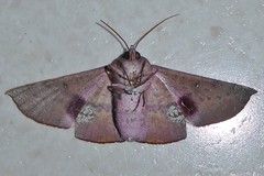 Oenochroma barcodificata