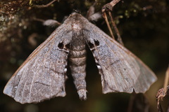 Apatelodes turrialba