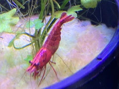 Neocaridina davidi
