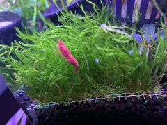 Neocaridina davidi