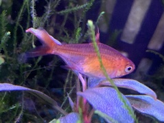 Hyphessobrycon amandae