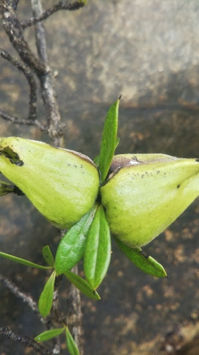 Diospyros aculeata image