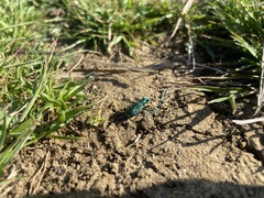 Cicindela ohlone