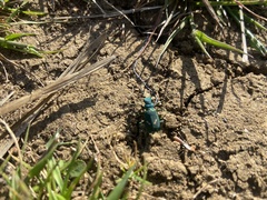 Cicindela ohlone