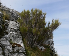 Dracophyllum acerosum