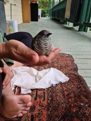 Chrysococcyx lucidus plagosus