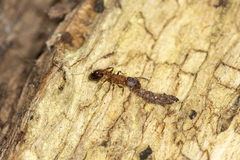 Temnothorax caguatan