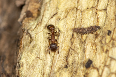 Temnothorax caguatan