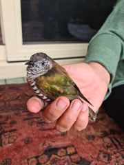 Chrysococcyx lucidus plagosus