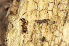 Temnothorax caguatan