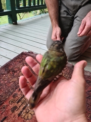 Chrysococcyx lucidus plagosus