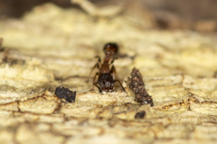 Temnothorax caguatan