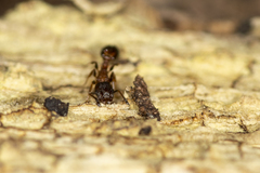 Temnothorax caguatan