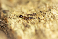 Temnothorax caguatan