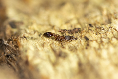 Temnothorax caguatan