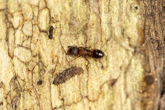 Temnothorax caguatan