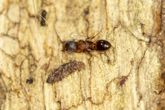 Temnothorax caguatan