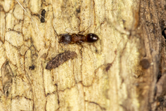 Temnothorax caguatan