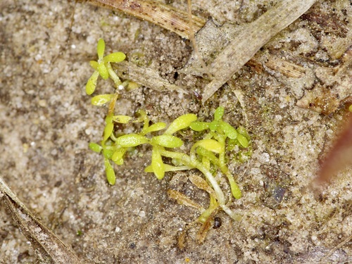 Image of Callitriche pedunculosa by (c) Michelle W. （鍾偉瑋）, some rights reserved (CC BY)