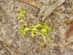 Callitriche pedunculosa