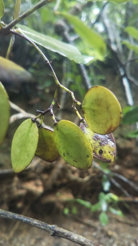 Ptelidium scandens image