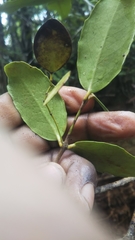 Ptelidium scandens image