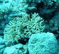Millepora tenera