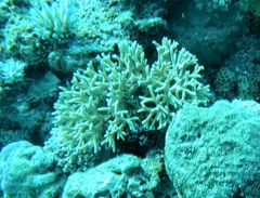 Millepora tenera
