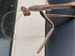 Archimantis armata