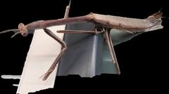 Archimantis armata