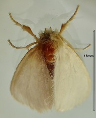 Euproctis galactopis