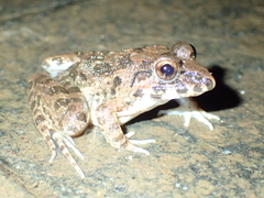 Fejervarya cancrivora