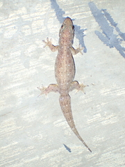 Gehyra mutilata