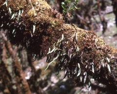 Oreogrammitis locellata