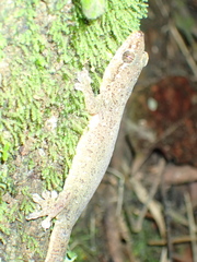 Gehyra mutilata